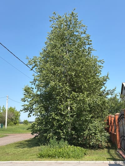 A tall, leafy deciduous tree dominates the center of the frame, its green foliage dense against a clear blue sky. To the left, a wooden utility pole stands beside a gravel road, with power lines extending across the upper portion of the image. A wrought-iron gate, set within a red brick fence, occupies the right side of the frame. The ground is covered in green grass and some low-lying plants. The scene appears to be in a rural or suburban area, possibly in Leninsk-Kuznetskiy, Russia, given the presence of the utility pole and the style of the fence and gate. No people are visible in the image.