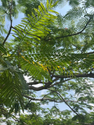 This is a close-up, low-angle shot of vibrant green foliage against a bright sky. The primary subject is a branch of a tree with feathery, compound leaves, characteristic of plants like the Royal Poinciana or Flamboyant tree, common in tropical regions. The leaves are sharply in focus, revealing their intricate structure with many small, ovate leaflets. Some of these leaflets are tinged with yellow, suggesting a slight yellowing or perhaps young growth. Sunlight filters through the leaves, creating a dappled effect and highlighting the translucent quality of the green.
In the background, other tree branches and leaves are visible, appearing softer and out of focus, creating a sense of depth. The sky peeks through the canopy, a soft blue with some hints of white clouds, indicating a clear or partly cloudy day. The overall lighting suggests it is daytime, likely morning or afternoon when the sun is high enough to shine through the trees.
There are no people or specific objects that would indicate a particular activity or event. The scene is natural, focusing on the beauty of the plant life. The setting appears to be outdoors, in an area with mature trees. The location context provided, Barako, Nigeria, aligns with the type of vegetation depicted, which thrives in such tropical climates. The image evokes a sense of natural tranquility and the lushness of a green environment. No text is visible in the image.