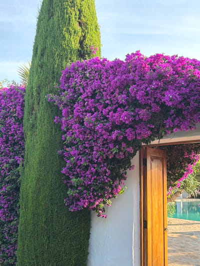 A tall, slender cypress tree stands to the left of a white wall adorned with vibrant purple bougainvillea flowers. The bougainvillea cascades over the top of an open wooden door on the right side of the wall. Beyond the door, a swimming pool with turquoise water is visible, along with a stone patio and more vegetation. The sky is clear and blue. The scene appears to be a courtyard or garden area in Sant Joan de Labritja, Spain. There are no people or animals visible in the image.