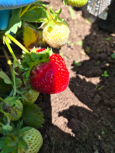 A close-up, eye-level shot showcases a ripe, red strawberry prominently in the foreground, its textured surface dotted with seeds and glistening with water droplets. The strawberry hangs from a green vine with leaves, partially obscured by a gloved hand in a bright blue glove. Several unripe, pale green strawberries are visible on the same plant. The background is composed of dark, moist soil with some scattered green sprouts, suggesting a garden or farm setting in Gardamas, Lithuania. The lighting creates sharp shadows on the soil.