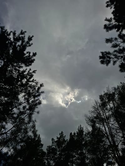 This media file captures an upward view of a cloudy sky framed by the dark silhouettes of tree branches. The scene is set outdoors in a natural environment, likely a forest or wooded area in Elets-Malanino, Russia.

The sky dominates the center, filled with various shades of grey clouds, indicating overcast weather. A notable detail is a bright, luminous patch where sunlight pierces through the clouds, creating a radiant effect and suggesting the sun is partially visible behind the cloud cover. This light source backlights the surrounding trees.

The tree branches, occupying the top, right, and bottom-left portions of the frame, are rendered as stark, dark silhouettes against the brighter sky. Several branches show distinct needle-like foliage, characteristic of pine trees, particularly visible at the top and bottom. Other branches, especially on the right, appear to be from deciduous trees, featuring a more intricate network of bare or sparsely leaved limbs. There are no visible people or specific activities taking place; the image is a static landscape shot.

The time of day appears to be daytime, possibly late morning or afternoon, given the intensity of the light breaking through the clouds. The overall mood conveyed is serene yet dramatic due to the strong contrast between the dark trees and the bright, cloud-filled sky. There is no visible text in the image.