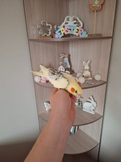 A cockatiel is being held in a person's hand. The bird is light yellow with orange cheeks and black markings on its wings and tail. The background is a light wood-grain shelf unit with several Easter-themed decorations, including cutouts of rabbits and the word "EASTER" spelled out in colorful letters. There are also small white balls and a decorative flower cutout. The lighting suggests it is daytime, and the indoor setting is likely a home or store displaying seasonal decorations. The bird appears calm and comfortable in the person's hand.