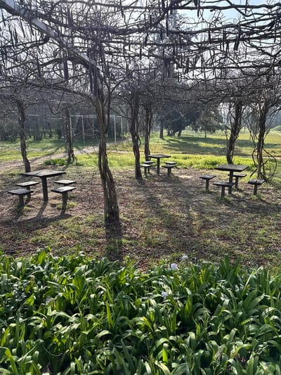 The image depicts an outdoor recreational area, likely a park, within the city of Mealhada, Portugal. The scene is dominated by a pergola structure, its skeletal framework of bare, leafless vines and branches forming an overhead canopy. Several vertical tree trunks, some appearing to be part of the pergola's support, are visible. Hanging from the overhead structure are numerous dark, elongated seed pods.
On the ground beneath the pergola, two dark wooden picnic table sets are present. The left set consists of a square table and four individual stools. The right set also features a square table and four individual stools. Both sets are unoccupied. The ground is a mix of bare earth and sparse, dry grass, with visible shadows from the trees and pergola indicating bright, direct sunlight.
In the foreground, a dense bed of lush green, broad-leafed plants occupies the lower portion of the frame. Within this foliage, several small, light blue or white flowers are visible. In the mid-ground, beyond the picnic tables, an expanse of green grass with scattered trees and shrubs extends into the background. A light-colored, rectangular structure, possibly a goal or a frame, is vaguely discernible in the distant left-center. No people or animals are present in the image, and no specific actions or interactions are depicted. The overall impression is one of a quiet, empty park area on a sunny day.