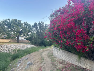 The image shows a narrow dirt path in a dry landscape. To the right of the path is a low brick wall covered in vibrant red bougainvillea flowers. To the left, a slope covered in dry grass and rocks leads down to a drainage ditch filled with green vegetation and more rocks. Beyond the ditch, a house is visible amongst trees. The sky is a pale blue. The scene is likely located in Oak Park, United States of America, based on the image's location metadata.
