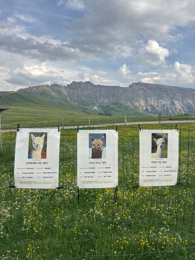 This media file shows three laminated signs attached to a wire fence, each featuring a picture of an alpaca and information about the animal. The signs are placed outdoors in a grassy field dotted with yellow and white wildflowers, with a large, rocky mountain in the background under a partly cloudy sky. The scene suggests a rural, possibly agricultural setting, likely a farm or an alpaca breeding facility.
The text on the signs provides details such as the alpaca's name, birthdate, gender, breed (Huacaya Alpaka), breeder, father's and mother's names, and a contact number for "Lama- und Alpakazucht 'de ORO'". The names visible on the signs are "ZONDRIO DE ORO", "GVA WALTER", and "GAEO DE ORO". The location context indicates Kastelruth - Castelrotto, Italy. The overall impression is one of information dissemination, possibly for an alpaca exhibition, sale, or educational display. The lighting suggests it is daytime, with the sun illuminating the scene, creating a bright and natural outdoor ambiance.
