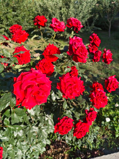 A close-up, eye-level shot captures a cluster of vibrant red roses in full bloom, bathed in bright sunlight. The roses are the primary subjects, with their velvety petals appearing slightly dewy, suggesting recent rain or morning dew. Their rich red color stands out against the lush green foliage of the rose bush. Several roses are in focus, showcasing intricate petal formations, while others in the background are softly blurred, creating a sense of depth. The setting is a garden, with hints of other greenery and some brown soil visible at the bottom of the frame. The sunlight indicates it is daytime, likely morning or afternoon. The scene evokes a feeling of natural beauty and tranquility. There is no visible text in the image. The location context is Belbulak, Kazakhstan.