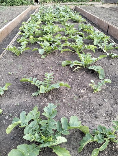 This image depicts a raised garden bed in Makinsk, Kazakhstan, filled with rows of young radish plants. The garden bed is constructed with wooden planks and filled with dark, loamy soil. The radish plants are in their early stages of growth, with lush green leaves fanning out across the soil. Some of the leaves show small holes, possibly indicating insect activity. The scene is set outdoors, likely during daylight hours, as indicated by the natural lighting. The weather appears to be fair, with no visible signs of rain or harsh conditions. The overall impression is one of a well-tended vegetable garden, ready for cultivation. No people are visible in the image, and there is no discernible text.