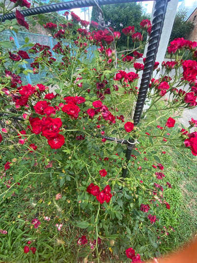 A bush of small red roses is pictured in a garden. The roses are in various stages of bloom, with some fully open and others still as buds. The bush is lush and green, with many leaves and thorny stems. A black rope fence runs horizontally across the image, with a white railing above it. In the background, a building with a brick facade and a blue metal fence can be seen. The grass is green and well-maintained. The lighting suggests it is daytime, possibly late afternoon given the shadows. The scene appears peaceful and natural, likely a backyard or garden setting. There is no visible text in the image.