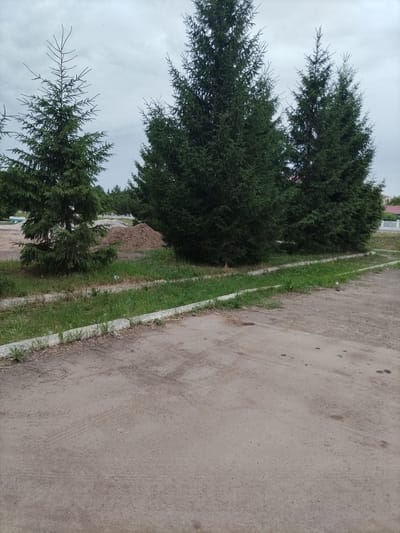 The image depicts an outdoor scene in what appears to be a park or a roadside area with several large evergreen trees. In the foreground, a dirt or gravel surface is visible, with tire tracks suggesting vehicle activity. To the left and center, there are several tall, mature evergreen trees, possibly fir or spruce. Behind these trees, a pile of dirt or sand is noticeable, possibly indicating construction or landscaping work.
The background reveals more trees, a hint of a building with a red roof, and a white fence. The sky is overcast with heavy clouds, suggesting a cloudy or possibly rainy day. The lighting is diffused, indicating it's likely daytime, though the exact time is hard to determine due to the weather. The overall impression is one of a somewhat utilitarian or undeveloped outdoor space, possibly on the outskirts of a populated area. There is no text visible in the image. The scene does not suggest any specific event or activity beyond general outdoor scenery, with the presence of dirt piles and tire tracks hinting at ongoing work or maintenance.