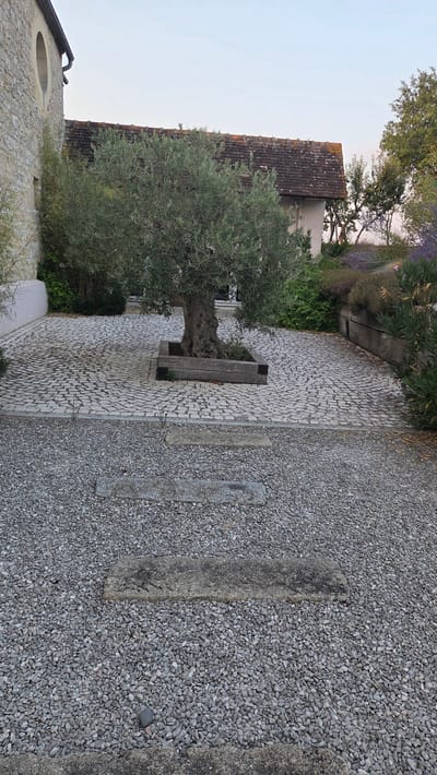 A mature olive tree is centrally located in a paved courtyard in Macé, France. The courtyard is constructed of small, light-colored cobblestones arranged in a circular pattern. The tree is enclosed within a dark wooden planter box. To the left of the courtyard, a stone building with a rounded window is visible. Behind the tree, a building with a tiled roof and a light-colored facade is partially obscured by foliage. In the foreground, the courtyard transitions to a gravel path with several flat, rectangular stone stepping stones. The sky is clear and overcast.