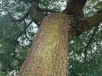A low-angle shot captures a large tree trunk with rough, textured bark. The trunk is primarily brown with hints of green and mossy patches. Branches extend upward and outward, partially obscured by dense foliage. The leaves create a blurred, green backdrop behind the tree structure. The sky is barely visible, creating a sense of enclosure within the tree's canopy.