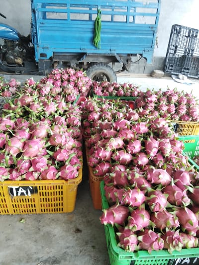 In Phú Sơn, Vietnam, a blue motorized tricycle is parked next to a large pile of pink dragon fruits. The tricycle's bed is empty, and a green rope hangs from its side. Crates of dragon fruits are stacked around the tricycle. One yellow crate has the word "TAN" written on it. The ground is concrete.