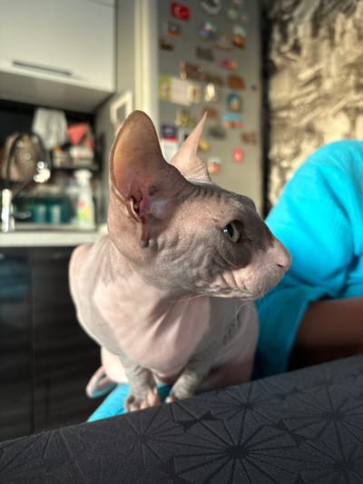 A hairless cat, likely a Sphynx breed due to its wrinkles and lack of fur, is the primary subject of this close-up photograph. The cat has prominent ears, large green eyes, and a greyish-pink wrinkled skin with dark grey markings on its face and head. It is being held by a person wearing a bright blue shirt, whose arm is visible supporting the cat. The cat is looking to the right of the frame, with its mouth slightly open and whiskers extended. In the background, a kitchen environment is visible, with cabinets, a countertop, and various items on shelves. The overall lighting suggests it is daytime, with sunlight casting shadows and highlighting the cat's features. The cat is positioned on a dark surface with a geometric pattern, possibly a table or a piece of furniture. There is no specific indication of the location being in Novaya Ivanovka, Russia.
