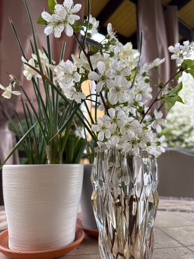 The image shows a floral arrangement in a white, ridged vase sitting on a terracotta saucer. The arrangement consists of white cherry blossoms and white daffodils with green stems. A crystal vase is partially visible behind the flower arrangement. The background is blurred, but appears to be an outdoor setting, potentially a balcony or patio with trees and other greenery visible. There is no information to confirm if the photo was taken in Sharapovo, Russia.