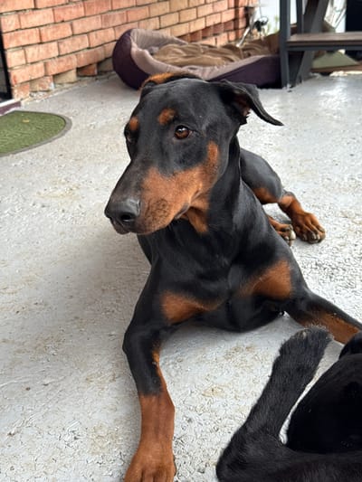 A black and tan Doberman Pinscher is lying on a concrete patio in Krtsanisi, Georgia. The dog is facing left, with its head slightly turned towards the camera. Its eyes are brown and alert, and its ears are floppy. The dog's body is mostly black, with tan markings on its face, chest, and legs. The patio is a light gray color and appears to be slightly textured. In the background, there is a brick wall and a dog bed. There is also a black dog partially visible in the foreground, lying on its side with its tail curled up.