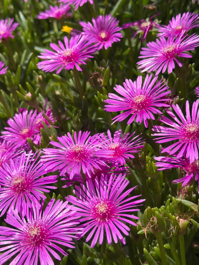 A close-up, eye-level shot captures a dense cluster of vibrant pink, star-shaped flowers with thin, numerous petals. The flowers are in sharp focus, showcasing their delicate structure and bright magenta hue. Interspersed between the blooms are succulent, green, finger-like leaves. The background is a blur of green foliage, suggesting a garden setting. A single, small yellow flower is visible in the upper left quadrant of the image, providing a contrasting splash of color. The lighting is natural, with sunlight highlighting the textures and colors of the plants. The scene is located in the village of Selanovtsi, Bulgaria, indicating a natural or cultivated outdoor environment. No people or animals are present in the image.