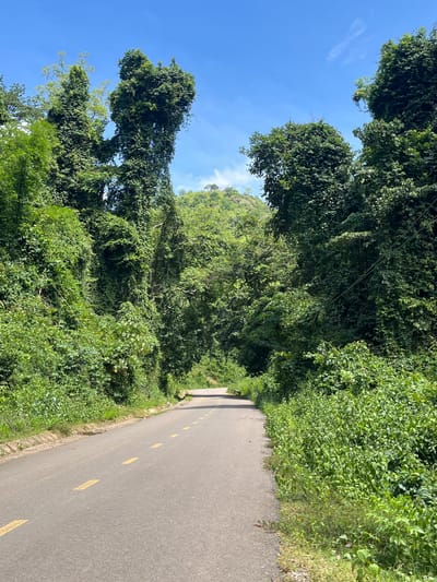 The image depicts a paved road with yellow lane markings winding through a lush, green, mountainous landscape. The road surface appears aged, with some minor wear visible. Dense vegetation, characterized by a variety of trees and climbing vines, encroaches on both sides of the road, creating a tunnel-like effect. The trees are tall and leafy, with some appearing to be heavily covered in vines. In the distance, a tree-covered mountain rises against a bright blue sky with a few wispy clouds. The scene is devoid of any people or visible structures, suggesting a remote or natural setting. The overall impression is one of a verdant and somewhat wild environment. This scene is consistent with the natural terrain found in the Son Dien area of Vietnam, which is known for its mountainous topography and abundant plant life.