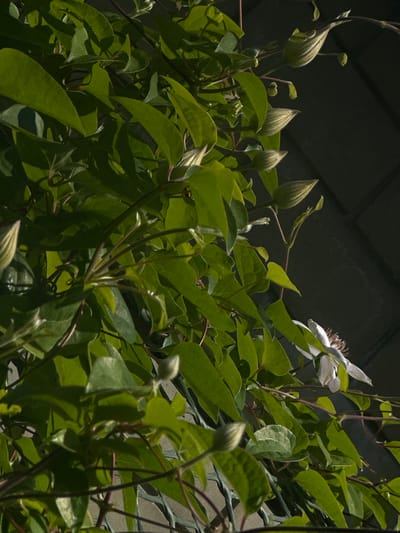 The image depicts a close-up view of clematis vines with numerous buds and one partially opened flower. The leaves are a vibrant green, and some are tinged with lighter green or yellow. The buds are elongated and pointed, with a creamy green color, while the single visible flower is white with prominent brown stamens. The vines are intertwined, creating a dense foliage. In the background, a dark, textured surface, possibly a wall or fence, is visible, with some hints of a gray, possibly concrete, structure in the lower portion of the image. The lighting suggests it is daytime, with shadows cast across the leaves and buds, creating a dappled effect. The scene is outdoors, with no people present. The image does not contain any specific visual cues that would allow for the determination of its location within the city of Lopaskyne, Ukraine.