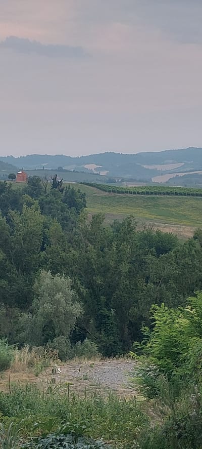 This image depicts a rural landscape, likely in or around Pontestura, Italy, characterized by rolling hills, lush vegetation, and a faint, overcast sky. In the middle ground, a prominent vineyard stretches across the slope of a hill, marked by neat rows of grapevines supported by wooden stakes. Beyond the vineyard, the landscape continues with undulating hills that are partially cultivated, with some areas appearing as fields of dry grass or light-colored crops, contrasting with the darker green of the foliage.
To the left of the vineyard, a distinctive red-roofed building, possibly a farmhouse or barn, is situated on a small rise. Several trees, some appearing bare or skeletal, are clustered around this building. The foreground is dominated by dense green foliage, with various types of trees and shrubs creating a thick canopy. In the immediate foreground, there is an area of gravel and dry vegetation, hinting at a path or an uncultivated patch of ground. The overall impression is one of a serene, pastoral setting, common in the Italian countryside. There are no people or animals visible in the image.