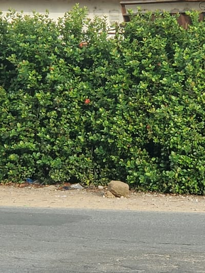A dense green shrub abuts a tan, dirt-covered verge, which borders a grey asphalt road. The shrub has small, clustered leaves and a few sparse red flowers. Debris is scattered along the verge. The location is Atani, Nigeria.