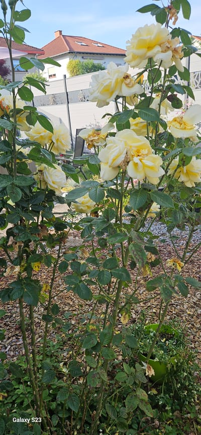 The image shows a rose bush with yellow flowers in Schwalbach, Germany. The bush is positioned in front of a building, with a portion of a red-tiled roof visible in the background. The leaves of the bush show signs of disease. The ground is covered with wood chips.