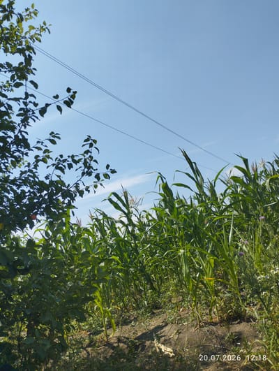A low-angle, medium shot captures a sunlit outdoor scene dominated by a tall cornfield and a tree with dark green foliage on the left. The sky above is a clear, bright blue with thin, wispy white clouds and two parallel dark power lines stretching diagonally across it. The corn stalks, a vibrant green, are densely packed and extend from the foreground into the mid-ground. Some stalks have visible tassels. Beneath the corn, the ground is a mix of dirt and dry vegetation. On the left side of the frame, the tree's branches, laden with leaves, extend from the upper left corner, with some darker green leaves casting shadows. A hint of a red fruit or berry is visible on one of the tree branches. In the lower right corner, a timestamp indicates "20.07.2026 12:18", suggesting the photograph was taken on July 20, 2026, at 12:18 PM. The scene appears to be located in Teleșeuca, Moldova, based on the provided information. No people are present in the image.