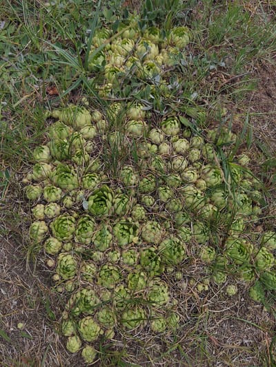 The image shows a close-up, overhead view of a patch of Sempervivum plants, commonly known as "Hens and Chicks," growing outdoors in dry, grassy terrain. The plants are clustered together, with many smaller offsets ("chicks") surrounding larger rosettes ("hens"). The succulents are a light green color and have a tightly packed, layered appearance. They are interspersed with dry grass, straw-colored plant matter, and a few sparse green blades of grass. The ground appears to be sandy or loamy. There are no people or animals visible in the image. The lighting suggests it could be daytime, with no harsh shadows indicating direct midday sun. The overall scene depicts a natural growth of these hardy succulents in what appears to be a somewhat arid or well-drained location. The context provided indicates this scene is located in the Krevo rural council in Belarus. There is no visible text in the image.