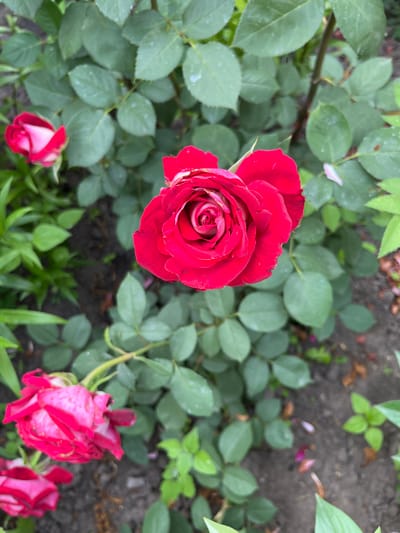 The media file is a top-down shot of a rose bush with several red and pink roses, both in full bloom and as buds. The main subject is a large, fully opened red rose positioned in the center-left of the frame, its petals displaying a delicate spiral pattern. To the right and bottom of the frame, there are other roses, some appearing pink and wilting, others as closed buds. The roses are surrounded by lush green leaves, some of which have water droplets on them, suggesting recent rain or dew. The background consists of dark soil with some scattered dried leaves and small green sprouts. The lighting appears natural, indicating it was taken outdoors during the daytime. There are no people visible in the media file, and no text is present. The scene evokes a sense of natural beauty and the ephemeral quality of blooming flowers. The location context is Seredivka, Ukraine, implying a garden or outdoor setting in that region.