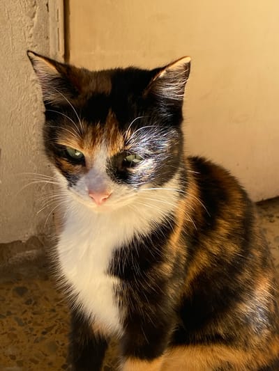 A close-up, medium-shot photograph captures a calico cat lying down, facing forward with its head tilted slightly to the left. The cat has black, orange, and white fur. Its eyes are green and its nose is pink. The cat's whiskers are long and white, and its fur appears soft and fluffy. The background is a textured beige or light brown surface. Based on geolocation metadata, this photo was taken in Monte Grande, Argentina. The scene appears to be indoors.