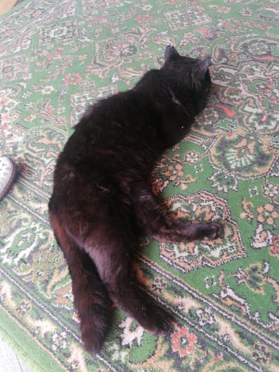 A black cat is sleeping on a green patterned rug. The rug has a traditional Oriental design with floral motifs in red, white, and gold. The cat is lying on its side, with its head tucked in and its paws stretched out. Part of a shoe, possibly a loafer with intricate cutouts, is visible on the left side of the image. The environment appears to be indoors, likely a home, in the city of Starye Igiti, Russia, as the scene is set in a room with carpeted flooring. The lighting suggests it may be daytime, with natural light illuminating the scene.