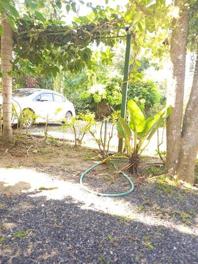 The image depicts an outdoor scene in Baan Mae Nam, Thailand. In the background, a white sedan is parked. The foreground is covered with small, dark gray gravel and patches of dry earth. A light blue garden hose is coiled on the ground. To the right, the base of a large tree trunk with rough, textured bark is visible. Lush green foliage, including large-leafed plants and overhanging branches, fills much of the frame, with sunlight filtering through. A metal pole, possibly part of a trellis or support structure, stands near a cluster of broad-leafed plants. The overall impression is of a garden or yard area with a vehicle present.