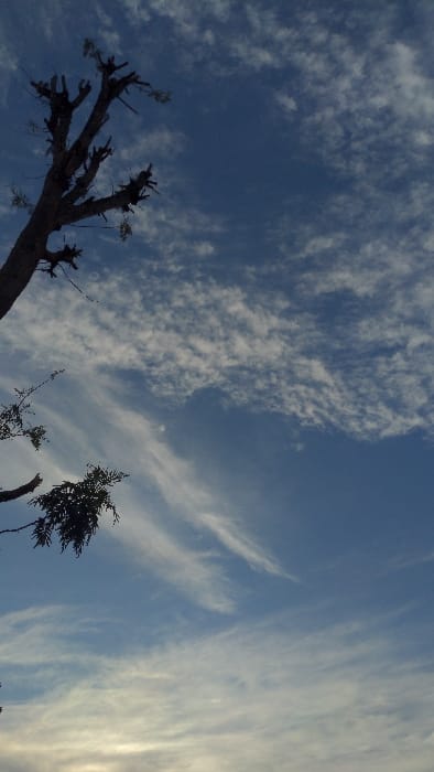A vibrant blue sky is scattered with wispy cirrus clouds and patches of smaller cumulus clouds. Two silhouetted trees occupy the lower portion, one bare with many short branches, the other, a pine with dense foliage. The sunlight casts a bright glow towards the right side of the frame, creating subtle shadows within the cloud formations.