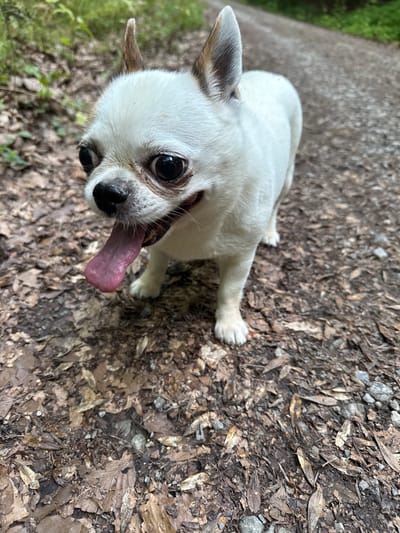 A white chihuahua is pictured outdoors on a dirt path covered with fallen leaves and small stones. The dog is facing the camera, with its mouth open and tongue hanging out. Its ears are perked up. In the background, there is a blurred green forest and a dirt path. The scene is set in Negenborn, Germany.
