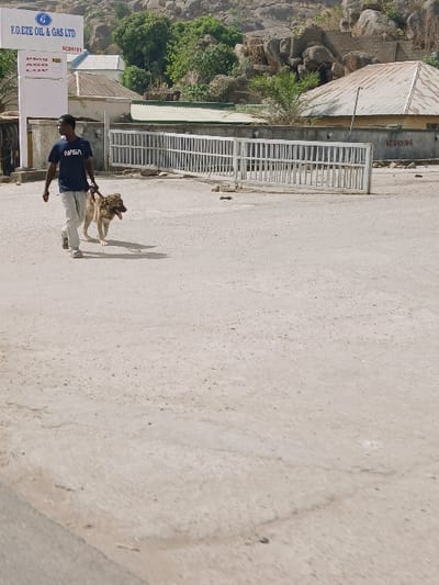 The image captures an outdoor scene in Mumbwa, Zambia, during daylight hours. A dark-skinned adult male, wearing a blue t-shirt with "NASA" printed in white, light-colored trousers, and light athletic shoes, walks from left to right across a light-colored, unpaved surface. He holds a leash attached to a large, tan-colored dog, possibly a German Shepherd mix, which walks beside him with its tongue slightly visible.
In the mid-ground, to the left of the man, stands a white sign for "F.O. EZE OIL & GAS LTD," displaying "RC69191" and price indications for "PMS," "AGO," and "DPK." To the right of the man, a white metal gate, composed of vertical bars, is partially open. Behind the gate, a low concrete wall displays a red "NO SMOKING" sign. Further back, several single-story buildings with corrugated metal roofs are visible amidst green vegetation. The background is dominated by a range of rocky hills, also sparsely covered with green foliage, under a clear sky. The ground in the foreground shows minor unevenness and appears to be dry earth or gravel.
