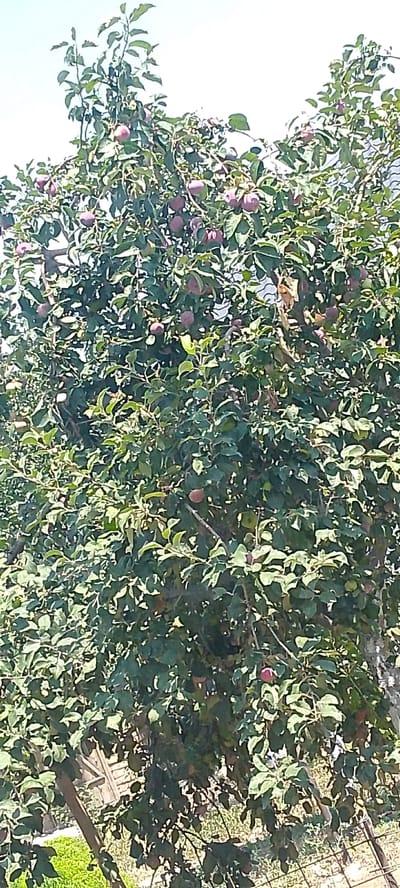 The image shows a close-up of a tree with many reddish-purple fruits, likely plums or apples, hanging from its branches. The tree is densely covered in green leaves, with some fruits partially obscured by foliage. The background is a bright, overcast sky, suggesting daylight. The lower left portion of the image shows a blurry wooden fence or structure and some green grass. The image is likely taken outdoors in a natural or garden setting. There are no people visible in the image. The overall impression is of a fruit-bearing tree in season. The provided location of Boraldai, Kazakhstan, suggests this is a scene from that region.