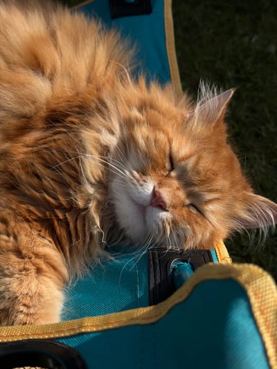 An orange cat is sleeping peacefully on a teal and yellow camping chair, with its head resting on the armrest. The cat's eyes are closed, and its fur appears soft and fluffy. Sunlight is casting shadows on the cat and the chair. In the background, there is green grass. The image appears to be taken outdoors on a sunny day, possibly in a park or backyard. The location in Peniki, Russia is not explicitly indicated by any visual cues within the image.