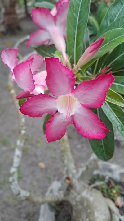 A close-up, vertical shot captures a pink desert rose flower in full bloom, its five petals edged with a vibrant fuchsia. The flower's center is a creamy white with delicate pink stamens. Behind it, another pink desert rose flower is partially visible, along with a closed bud of the same color. Lush green leaves with prominent white veins form the backdrop. The blurred foreground reveals the textured bark of the desert rose plant's trunk and branches, suggesting it is an outdoor plant. The ground appears to be a mix of dirt and small stones. The scene is set in Kruengjuli Barat, Indonesia.