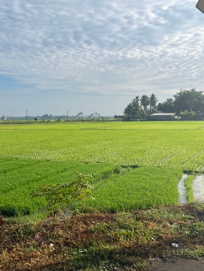 The image depicts a vibrant green rice paddy field stretching towards a distant horizon under a sky filled with scattered clouds. The field appears to be recently planted, with rows of young rice seedlings visible. In the background, several utility poles stand along a treeline, punctuated by palm trees. A cluster of houses with tiled roofs is nestled among the trees, suggesting a rural or semi-rural residential area. The foreground shows a patch of dry, brown vegetation and soil, with a small, leafy plant growing from it. The overall scene conveys a sense of natural tranquility and agricultural activity in Dayah Tanoh, Indonesia.