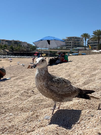 A juvenile gull stands prominently on a sandy beach, angled towards the viewer. Its mottled brown and white plumage is clearly visible, contrasting with its dark tail feathers. Behind the gull, the scene unfolds to reveal a beach crowded with people, umbrellas, and beach chairs under a clear blue sky. Buildings and palm trees form a backdrop to the busy beach scene, suggesting a coastal resort setting.