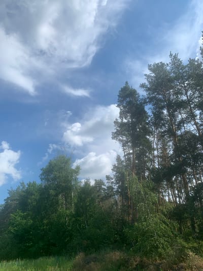 The image depicts a natural landscape scene dominated by a vibrant blue sky with scattered white clouds and a dense forest in the foreground. The forest is composed of tall pine trees on the right side and a mix of deciduous trees and lush greenery on the left. The ground is covered with grass and dry vegetation, suggesting an outdoor environment. The scene appears to be a clear, possibly sunny day. The location is specified as the city of Pokotylivka, Ukraine, implying a view from an outdoor space within or near this area. No people or animals are visible in the image.