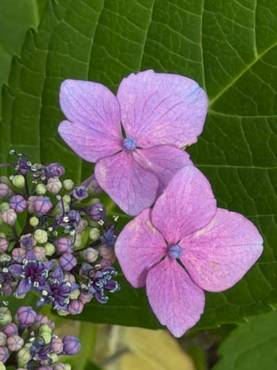 The image is a close-up, vertical shot of pink and purple hydrangea flowers and buds against a vibrant green leaf. Two larger, fully bloomed pink hydrangea flowers with pale blue centers are prominent in the upper right and lower right quadrants. To the left and center, a cluster of smaller, unopened hydrangea buds and some partially opened, dark purple flowers are visible. The leaf in the background has a distinct veined pattern and is a deep green. The lighting is soft, highlighting the delicate textures of the petals and buds. This image was captured at the beach in Delta, Canada.