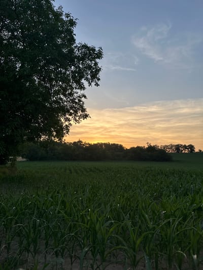 The image captures a serene rural landscape in Niederhausbergen, France, during the golden hour of sunset. The scene is dominated by a vast, verdant field of corn stalks stretching towards a treeline that marks the horizon. The corn leaves, rendered in deep greens, create a textured pattern as they recede into the distance. Above the field, the sky is a canvas of soft, warm hues. Streaks of orange and yellow paint the clouds, illuminated by the setting sun, which is partially obscured by the foliage of a large, leafy tree on the right side of the frame. The tree's branches and leaves are silhouetted against the vibrant sky, adding a sense of depth and framing the natural beauty of the scene. The overall atmosphere is one of tranquility and natural splendor, with the fading light casting a gentle glow over the agricultural landscape. The weather appears clear with some wispy clouds, indicating a pleasant evening. No people or specific objects are visible, focusing the viewer's attention on the expansive natural setting. The time of day is clearly evening, as suggested by the warm, low-angled sunlight and the colors in the sky.