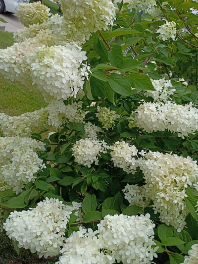 A low-angle, medium shot captures a dense cluster of white hydrangea paniculata flowers in full bloom. The blooms are large, conical, and comprised of many small, individual florets. They are arranged in bunches throughout the bush, creating a soft, frothy appearance. The leaves of the hydrangea are a deep green and oval-shaped, providing a contrasting backdrop to the white flowers. In the background, out of focus, hints of a green lawn and a portion of a white vehicle can be discerned, suggesting an outdoor setting possibly in a residential or park area within Lawrenceburg, United States of America. The lighting appears to be natural daylight, casting subtle shadows and highlighting the texture of the flowers. There are no people visible in the image, nor any discernible actions or interactions. The overall impression is one of lush, natural beauty.