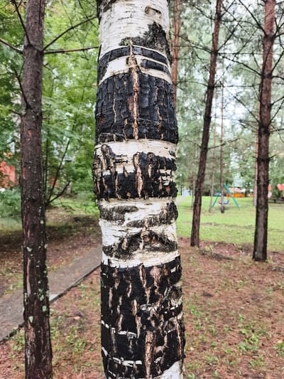 A close-up, eye-level shot focuses on the trunk of a birch tree in a park-like setting. The tree trunk, textured with black and white bark, is prominently positioned in the foreground, occupying the majority of the frame. In the background, other trees are visible, along with a paved pathway and a grassy area. Further in the distance, playground equipment, including a swing set and a slide, can be seen, suggesting the location is a public park or recreational area. The sky is overcast, contributing to the muted lighting conditions. The overall scene depicts a natural environment within an urban or suburban context. The specific location is identified as Катунь, Russia. There are no people visible in the image.