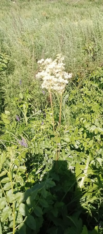 In Marinovka, Kazakhstan, a tall white flowering plant with a plume-like inflorescence stands in a field of green vegetation. The plant has multiple stems, each topped with numerous small white flowers. Surrounding the flowering plant are various green leafy plants, some with purple flowers. The environment appears to be a natural, uncultivated area, possibly a meadow or roadside, under bright sunlight, casting a distinct shadow from the flowering plant onto the lower foliage.