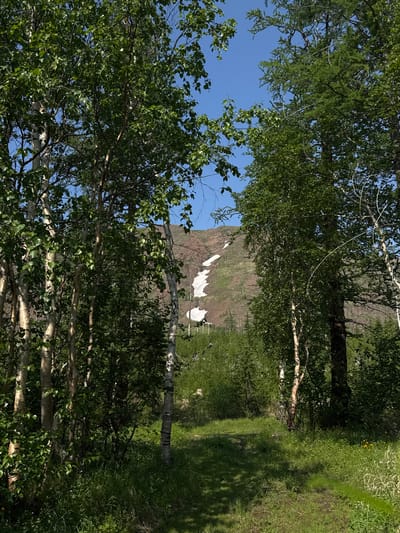 The image depicts a view through trees towards a mountain with patches of snow. The scene is dominated by lush green foliage from the foreground trees, which appear to be birch trees due to their distinctive white bark. The leaves are vibrant green, suggesting it is likely summer or late spring. The sky is a clear, bright blue, indicating fair weather and daytime.

In the background, a rocky mountain face rises, with significant patches of snow clinging to its upper slopes, even in what appears to be a warm season. This suggests a high altitude or a northerly location where snow can persist. The mountain slopes are mottled with brown and green, hinting at vegetation or exposed rock.

To the right of the mountain and continuing into the foreground, there is a grassy area with some smaller wildflowers visible, adding pops of yellow to the green. The sunlight casts dappled shadows from the trees onto the grassy path, further emphasizing the time of day. The overall impression is one of a serene, natural landscape, likely in a mountainous region. The orientation of the image is vertical. No people, objects, or text are visible. Given the location context of Talnakh, Russia, this landscape is characteristic of the subarctic environments found in that region.
