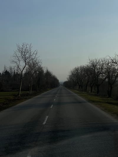 An asphalt road, identified as being in Koilovtsi, Bulgaria, extends directly into the distance, appearing as a two-lane thoroughfare marked by a broken white center line. The scene is illuminated by subdued, pale light, indicative of twilight or early morning. A pale blue, hazy sky occupies the upper portion of the frame. On the left side of the road, a line of bare deciduous trees transitions into a denser, darker stand of coniferous trees further in the background. On the right side, a more consistent avenue of bare deciduous trees lines the road. Patches of dark green vegetation are visible on the verges flanking the asphalt. Faint utility lines are discernible horizontally across the sky in the middle distance. At the distant vanishing point of the road, a small, intense white light source is visible. No individuals, vehicles (other than the distant light source), or specific actions are present within the immediate scene.