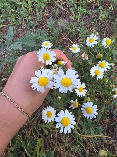 The image displays a close-up view of a person's hand, adorned with a gold chain bracelet, gently holding a cluster of white daisies with yellow centers. The hand is positioned in the foreground, partially obscuring a patch of wild daisies growing amidst green foliage and dry earth. The scene appears to be an outdoor natural setting, likely in a rural or semi-rural area, possibly on the outskirts of a city. Given the request to include the city of Kara-Say, Kyrgyzstan, this image could be interpreted as a snapshot of a moment in that location, characterized by the presence of wildflowers and a natural landscape. The lighting suggests it might be daytime, with natural light illuminating the scene.