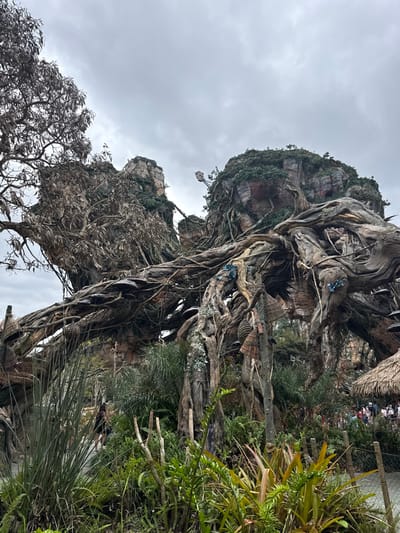 The image depicts a section of Pandora – The World of Avatar within Disney's Animal Kingdom, located in Bay Lake, Florida, United States. The scene features prominent, massive artificial rock formations designed to resemble floating mountains, heavily covered in dense, dark green foliage and moss. Intertwining with these structures are numerous large, gnarled trees with extensive, exposed root systems, some appearing dry and sparse, while others are robust. Patches of blue, glowing bioluminescent-like elements are affixed to several of the tree structures. Suspended from various tree branches are multiple woven, basket-like or lantern-like decorative objects. The foreground and midground are densely vegetated with various tropical plants, including ferns, grasses, and broad-leafed species, creating a jungle-like environment. A paved pathway is visible in the mid-left, where a single individual wearing a dark top walks away from the viewer. Further in the background on the right, a crowd of people is visible near a small structure with a conical thatched roof. The sky is overcast with a uniform gray cloud cover.