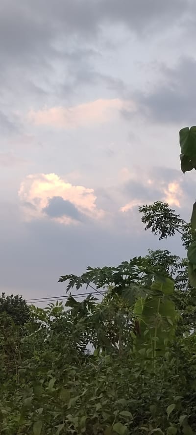 The image captures a cloudy sky over a dense canopy of green foliage. The sky exhibits a gradient of grays and whites, with some areas of soft pink and yellow light filtering through the clouds, suggesting either sunrise or sunset. The foliage, which dominates the lower portion of the image, consists of various types of leaves and branches, obscuring the ground. A few thin wires are visible horizontally across the mid-section of the image, likely power lines. The scene is overcast and appears to be outdoors in a natural or semi-natural environment. The image was taken in Blangmajron, Indonesia.
